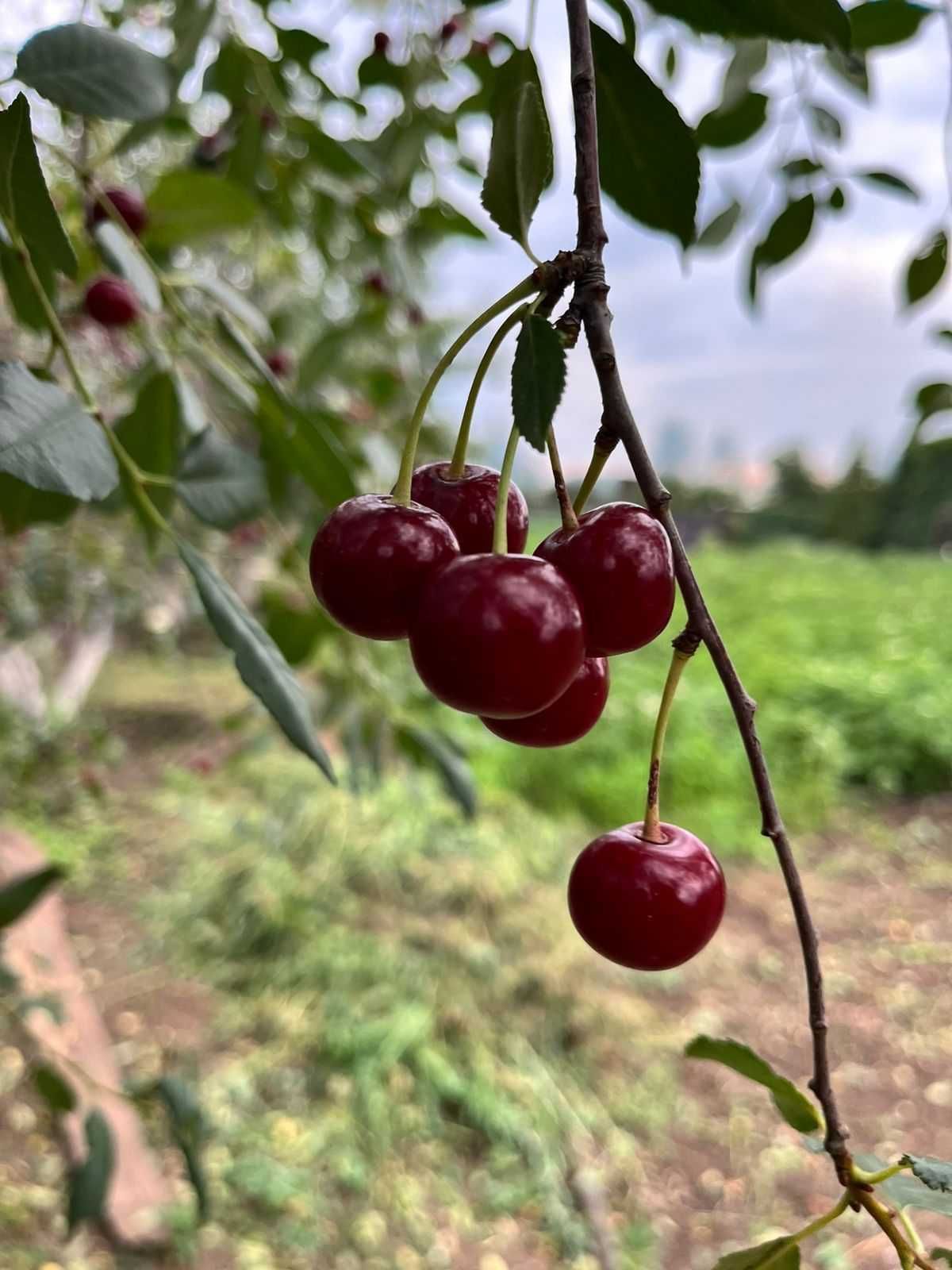 Продам дачную вишню,1л -800тг