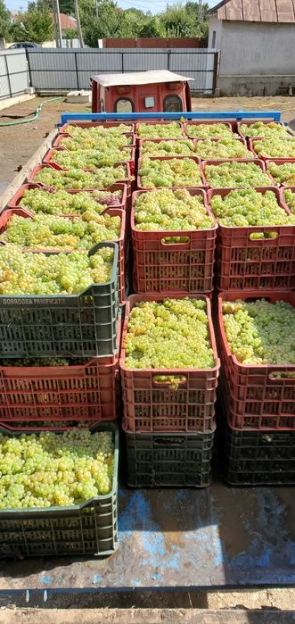 Struguri de vin diferite soiuri. Mai multe detalii la tel