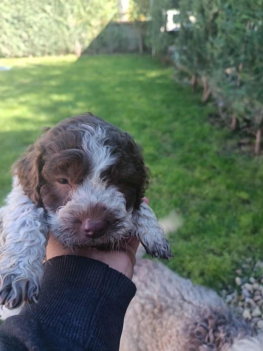 Чистокръвни лагото