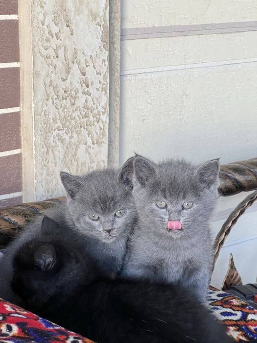 Продаются милые Котята страйта