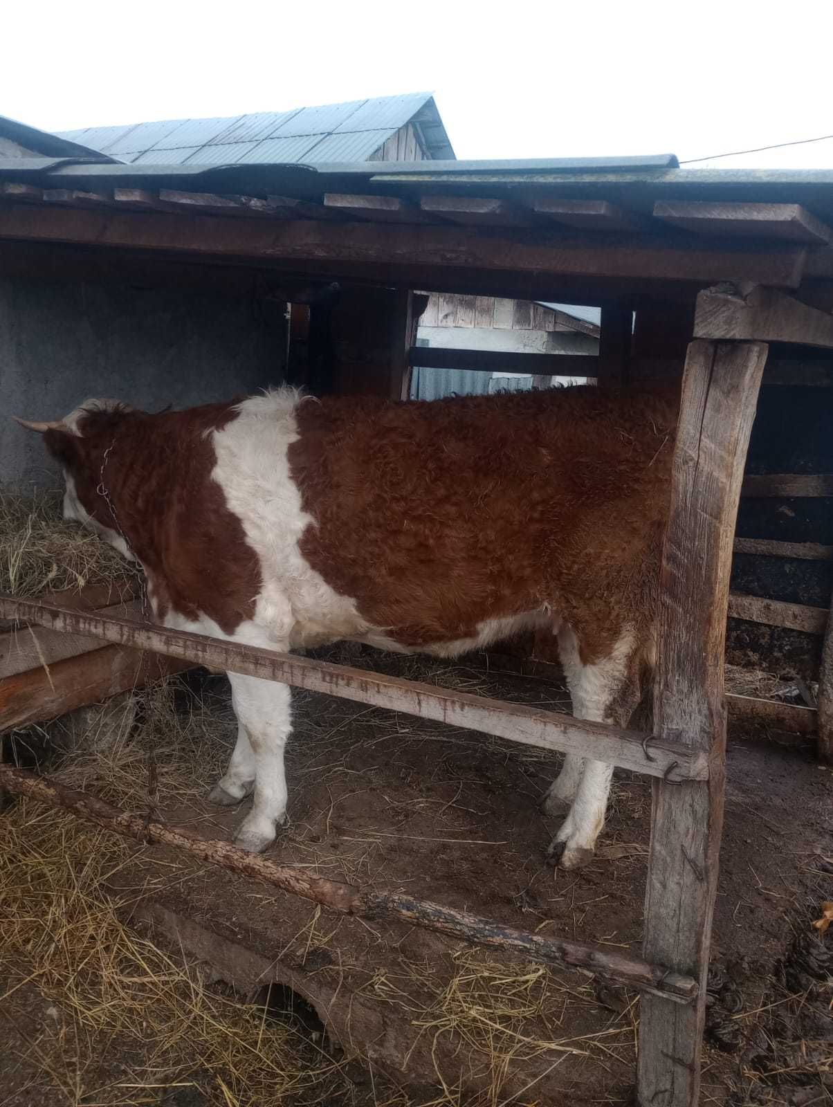 Vând vacă bălțată românească.