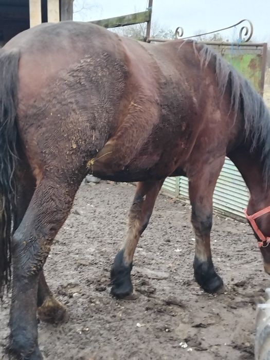 Vând mânzat de 2 ani