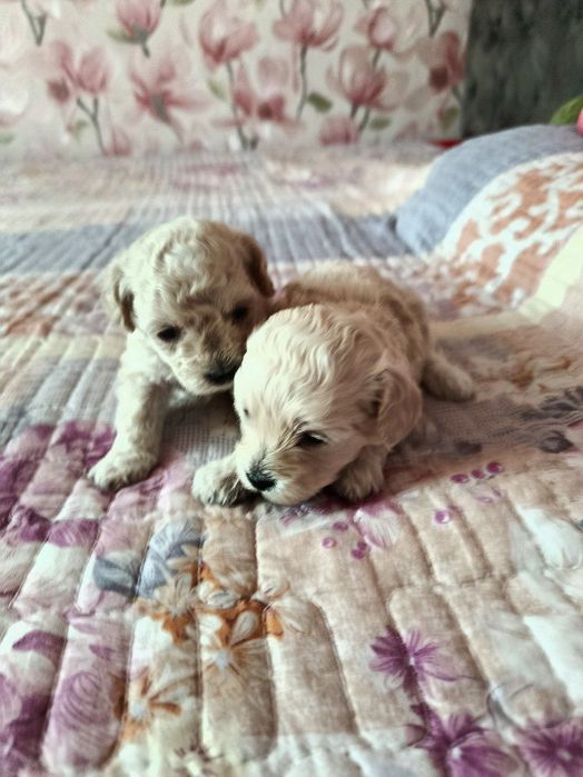 Готовятся к продаже мальтипу ф1