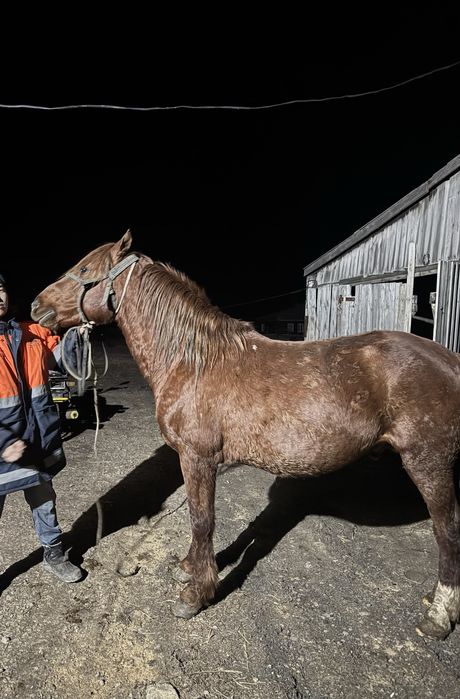 Продам айгыр по цене договориться можно