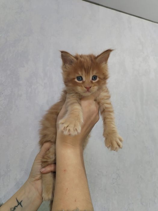 Продам Мейн кунчики