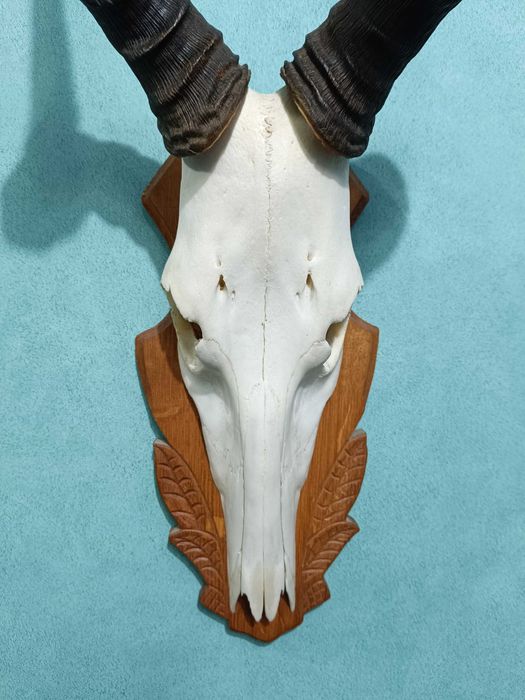 Череп от обикновен Бубал, Трофей, Череп с рога от антилопа Хартебийст