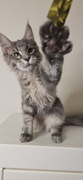 Motanel Maine Coon
