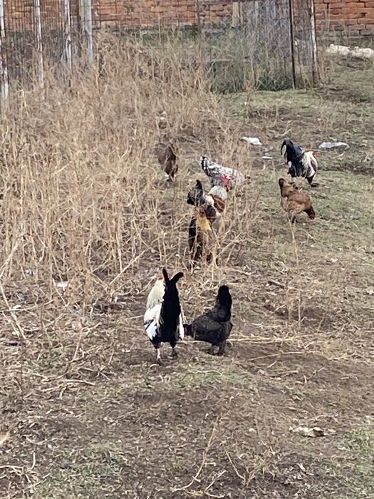 Vand oua de gaini pentru incubat de gaini pitice.