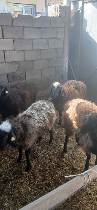 Продам тохтушек матки все