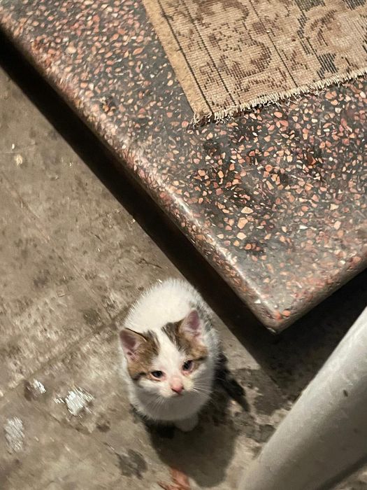 Donez Pisici jucăușe