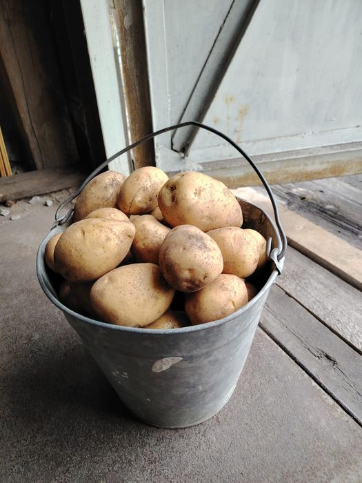 Продам домашний каттофель