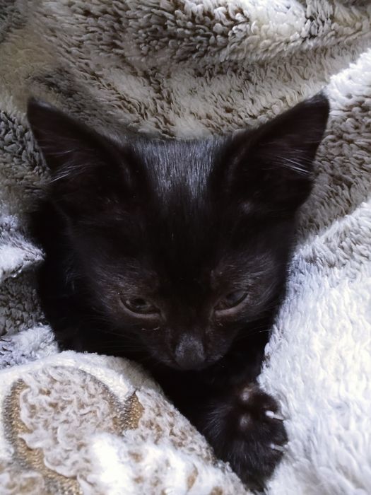 Срочно отдам котенка бесплатно