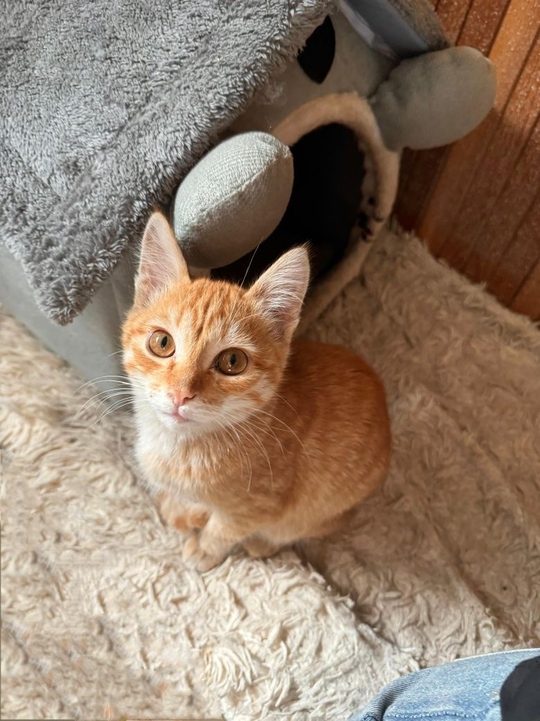 Котенок в добрые руки