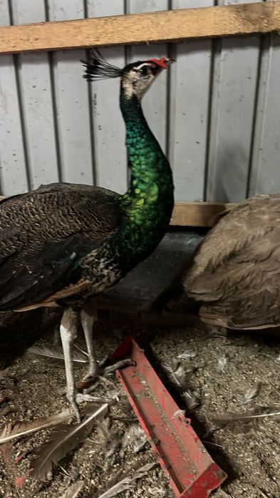 Mascul paun spalding