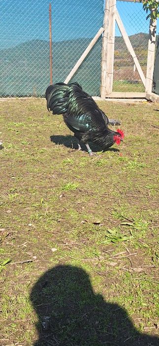 Ultimele 4 puici de australorp de 5 luni si cocosi pt doritori