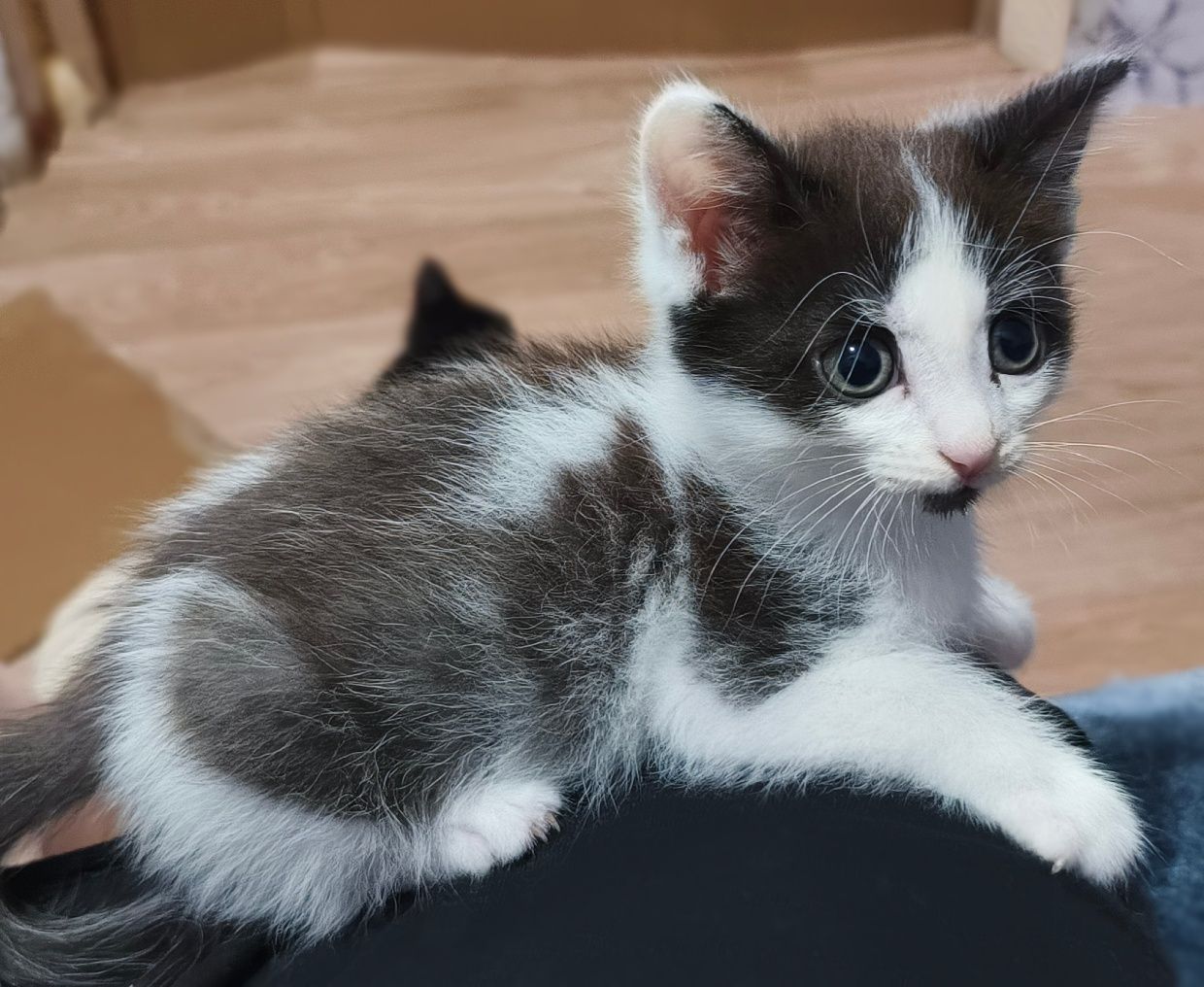 Котенок в самые любящие руки!