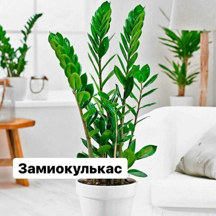 Домашнее растение замиокулькас   не прихотливое