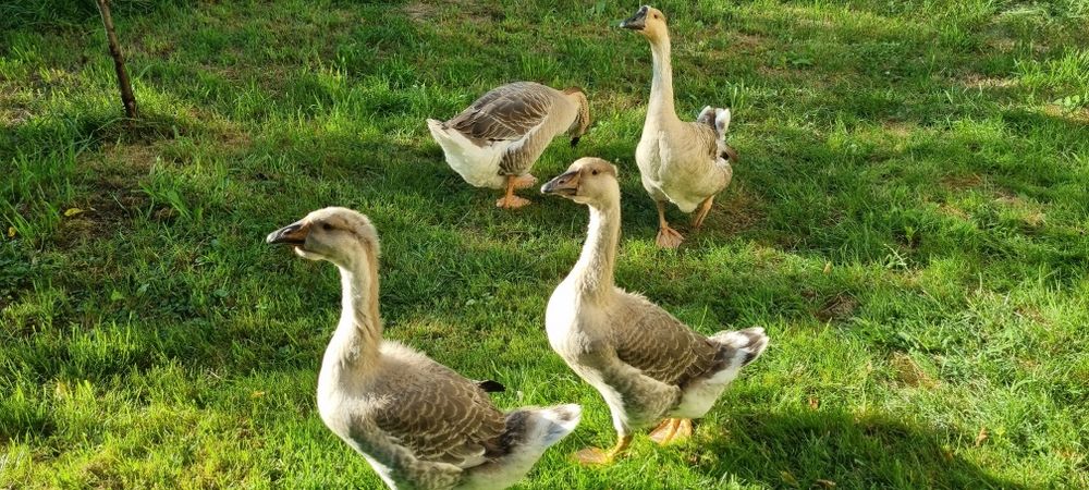 Gaste lesesti de anul acesta