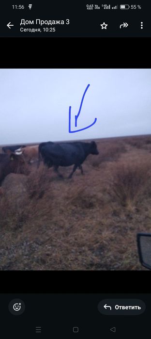 Продам коров 5 голов