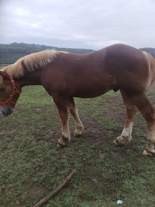 Manz, cal, armasar, harmasar de 6 luni