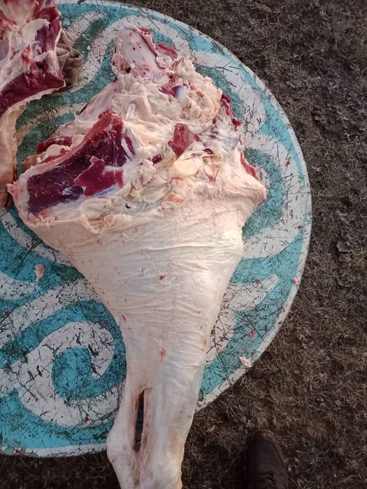 Продаем мясо говядина на постоянной основе