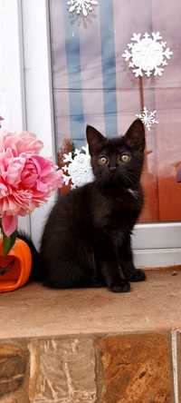 Pui pisica siameza neagra