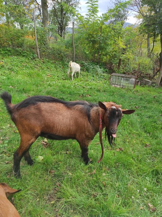 Vând țap bun de monta