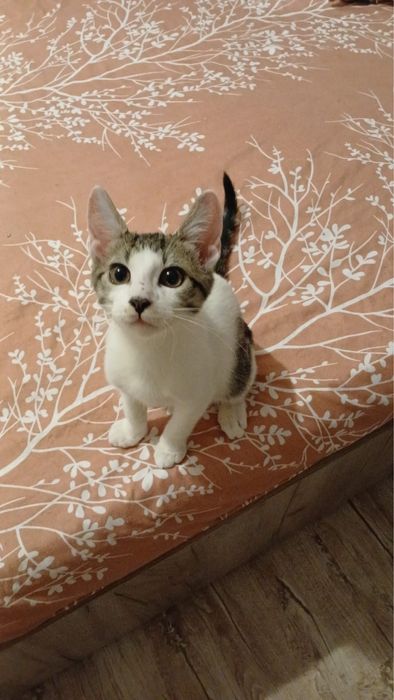 pisici adoptie 1-6luni