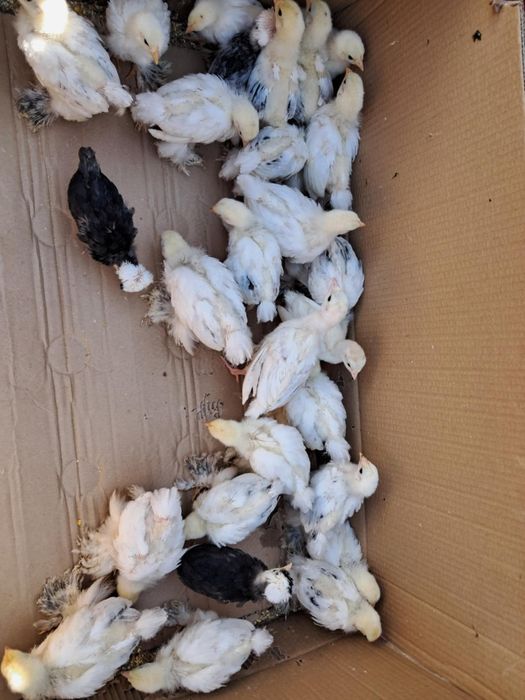 Pui găină brahma,curcani,rate mute,rate de casa , gâste