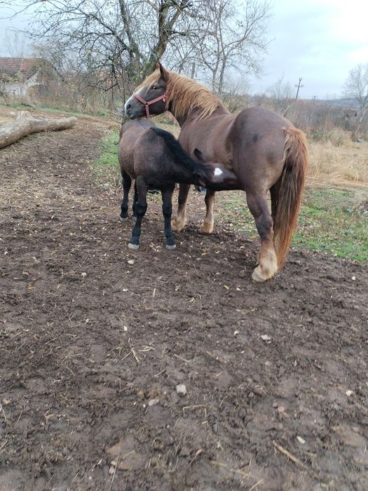 Mânzi de 5 luni și unu de un an