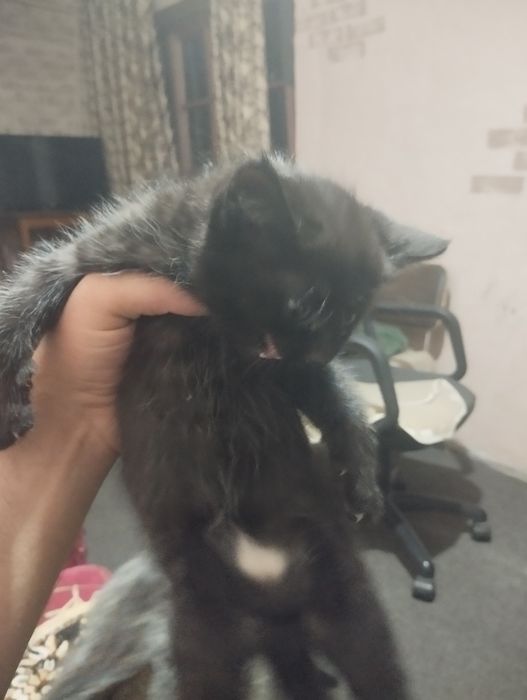 Котенок 1,5 месяца, ест все к лотку приучен.