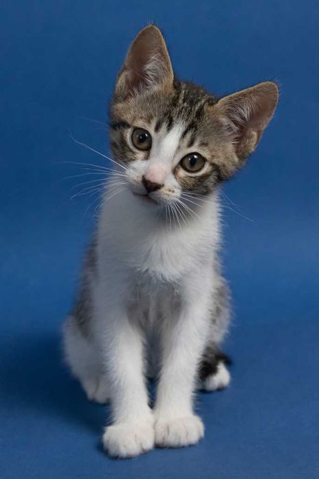 Котета на 3 месеца търсят дом