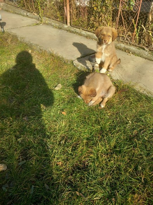 Donez cățeluși talie mică