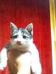 Котёнок 2 месяца бесплатно