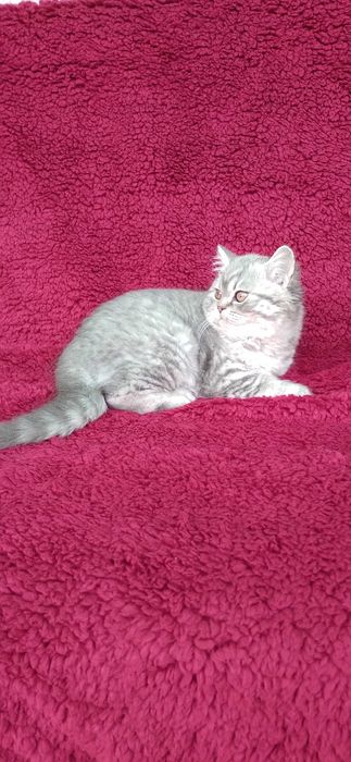 Pisicuta british shorthair blue taby