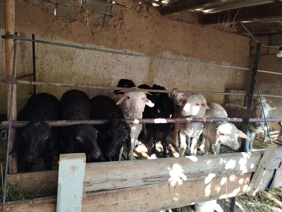 Қозылар сатылады