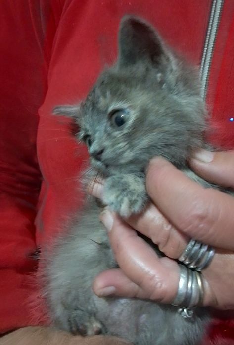 Котёнок, возраст 1 мес., пушистый,