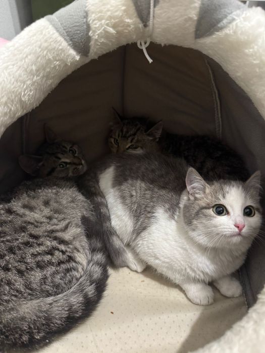 Отдам котят в заботливые руки