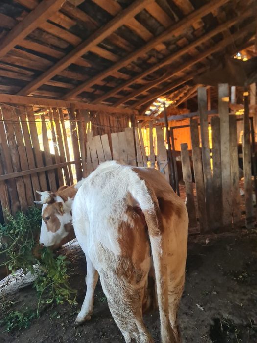 Vaca tanara pentru abator