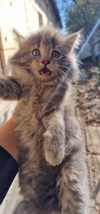 Мейкун котята крысоловы