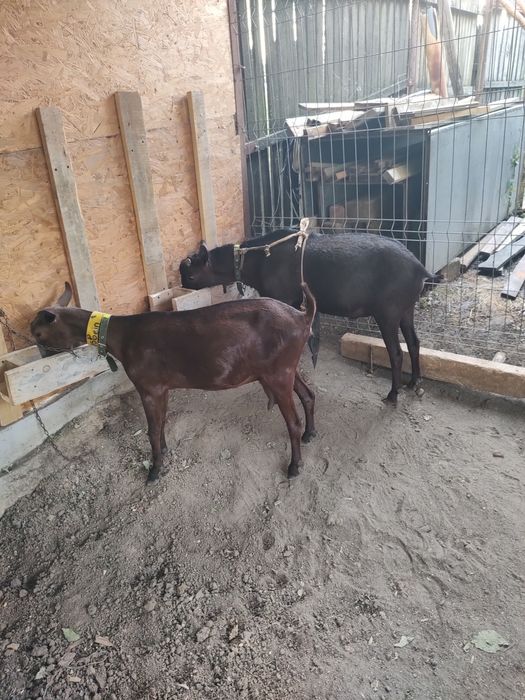 Vând țap și pereche capre murciana originale
