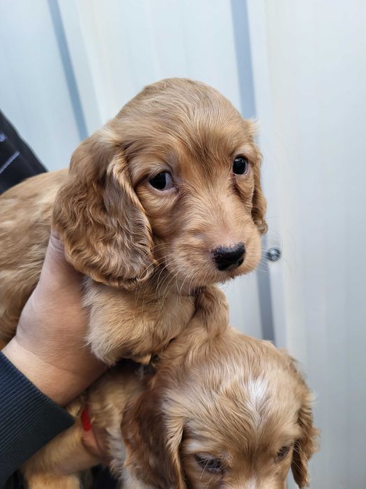 Продавам кокер шпаньол