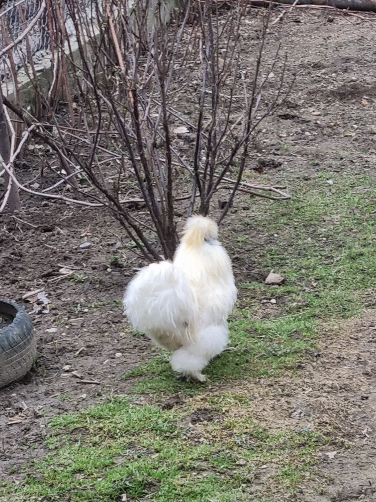 Gaini mii de flori și araucana care fac oua verzi