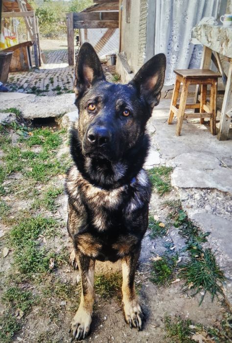 Dresaj canin Prahova