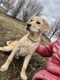 Labrador retriever