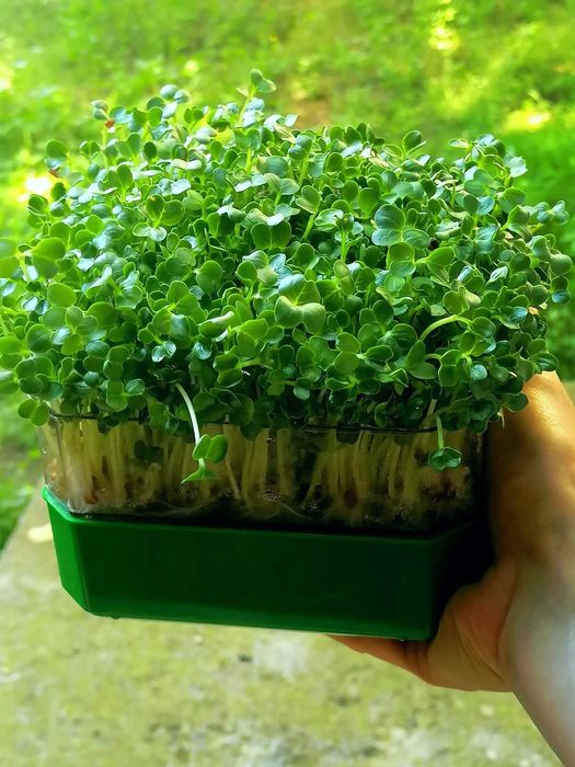 Tavite de germinat seminte pentru vlastari