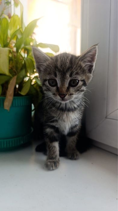 Милые котята