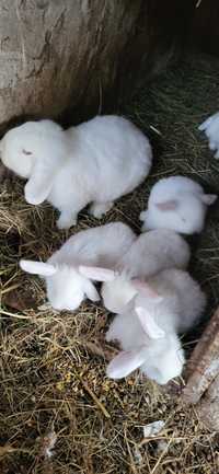 5 Frățiori berbec pitic iepuri