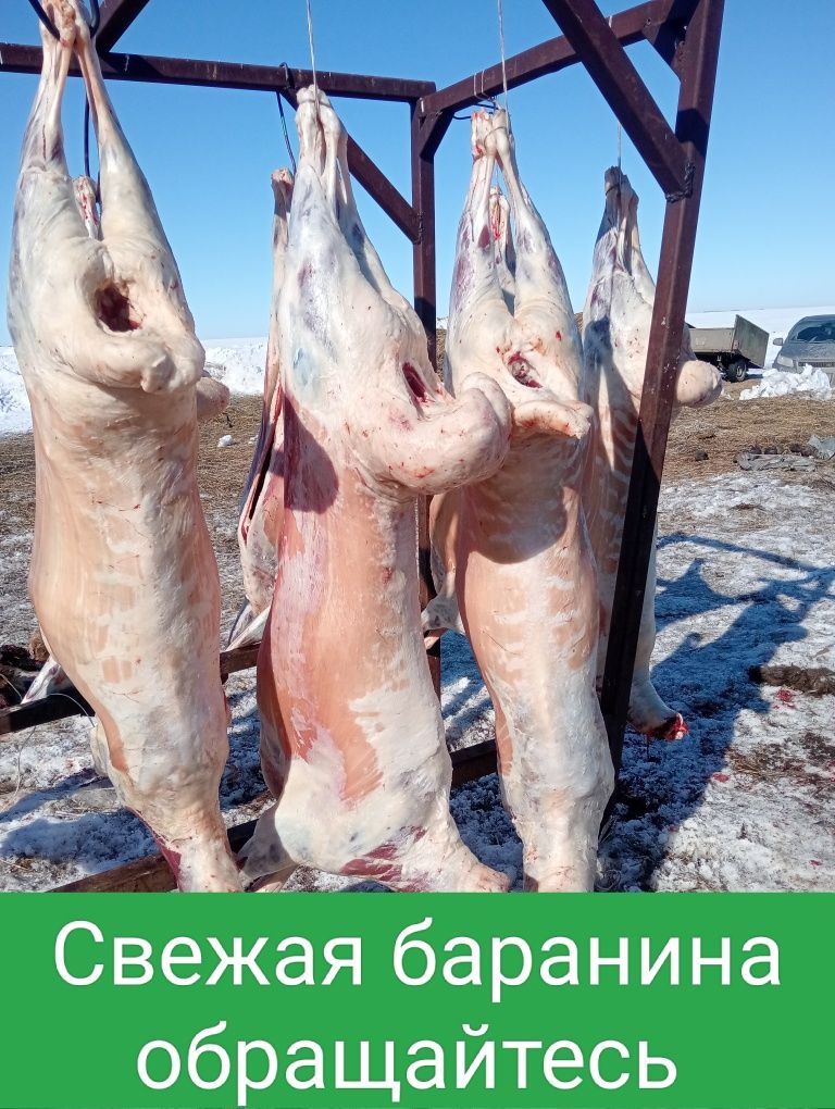 Продам Баранов овечки тохтушки