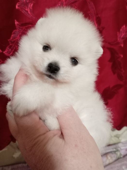 Продам щенков шпица